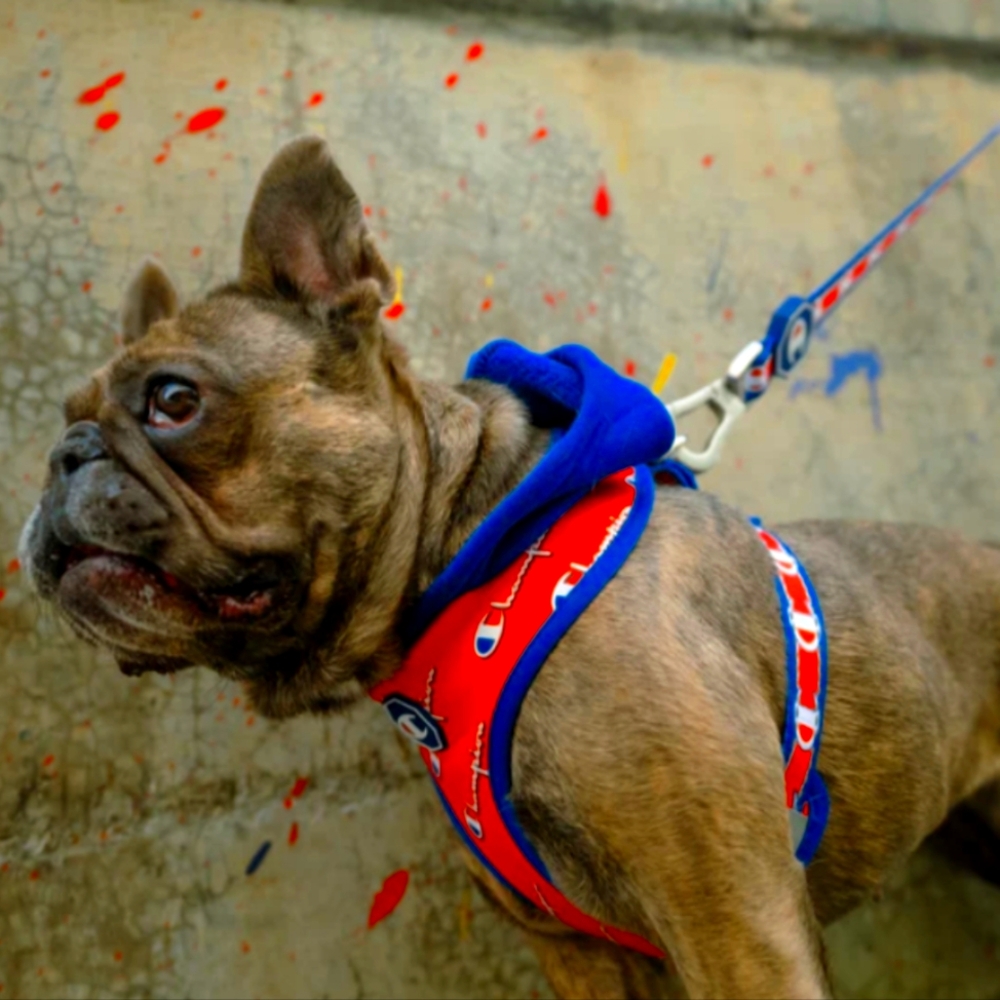 NEW CHAMPION X FRESH PAWZ | HOODIE HARNESS Matching size Small For Dog or Cat